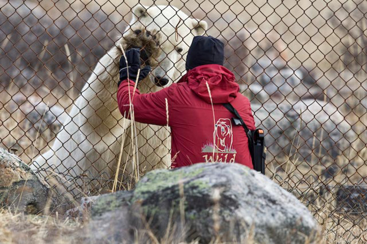 Polarbären Fotografenreise 