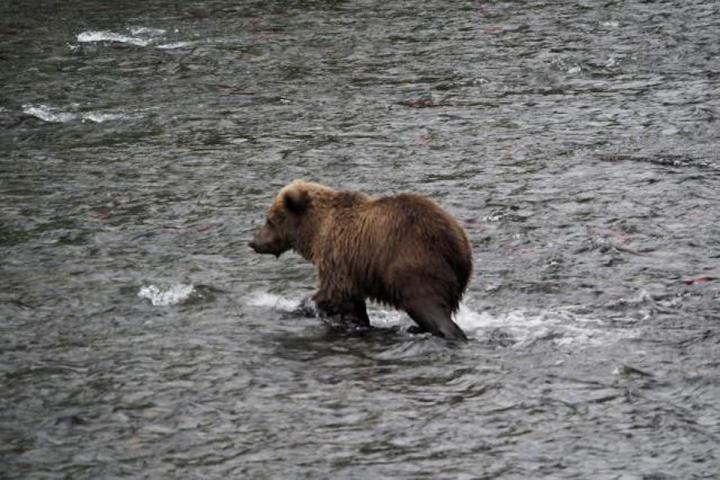 Abenteuer im Yukon und Alaska 