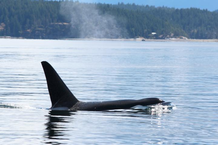 Johnstone Strait Orcas 18.08.2024 - 18.08.2024 | Erwachsener