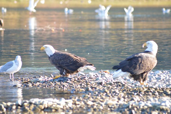 Eagle Watching Tour 01.11.2021 - 31.12.2021 | 2-Personen-Belegung (2P./unit) | 4 Stunden