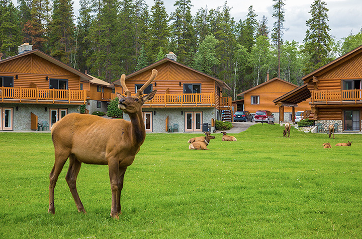 Becker's Chalets 03.05.2024 - 16.05.2024 | 1 Person im Zimmer (Single) | Deluxe Log Chalet