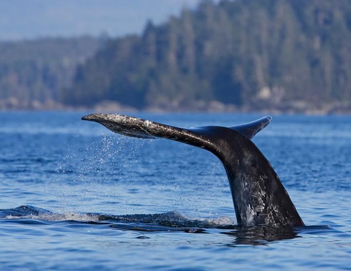 Whale Watching Ucluelet 