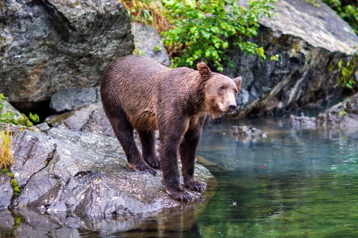 Grizzlies der Redoubt Bay 