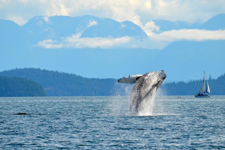Wale in der Johnstone Strait 