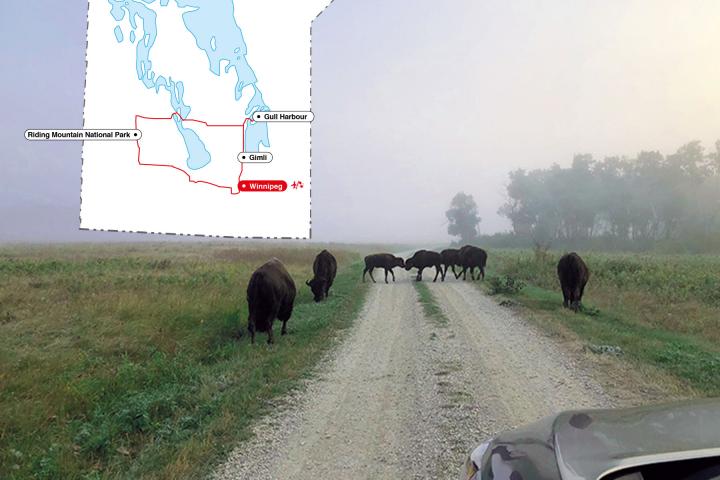Manitoba Beach & Bison 