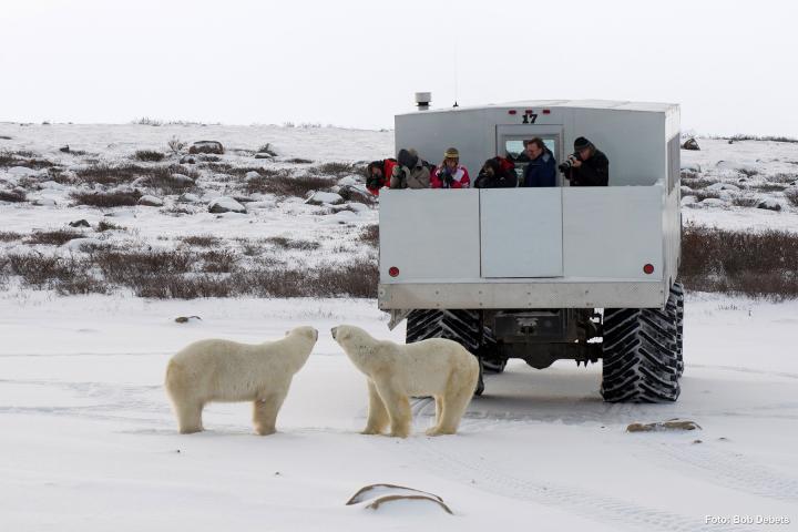 Churchill und Tundra Buggy® 