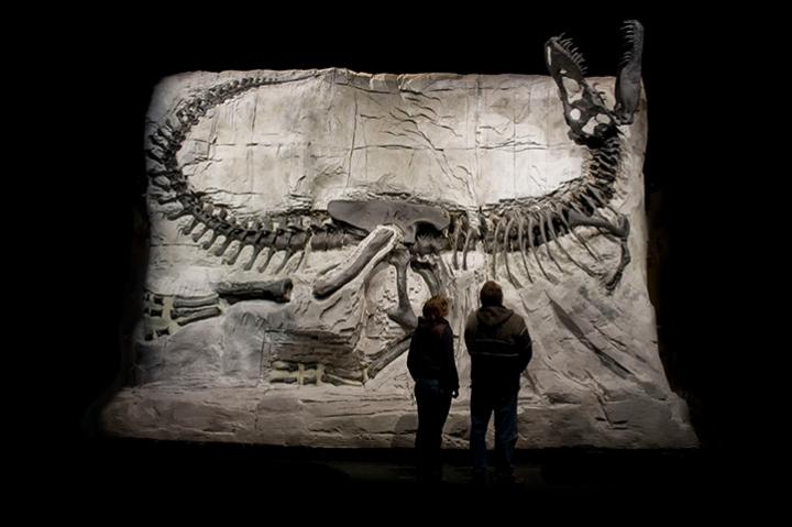 Royal Tyrrell Museum 