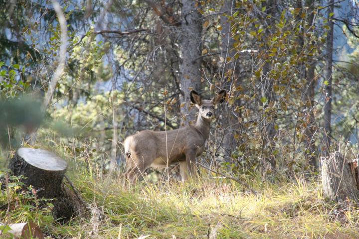 Familienurlaub in Westkanada 