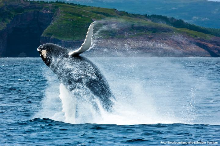 Wale Neufundlands 