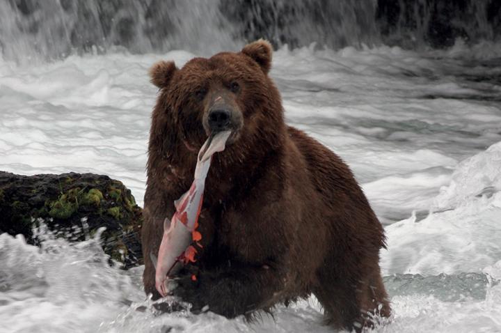 Grizzlies der Brooks Lodge 