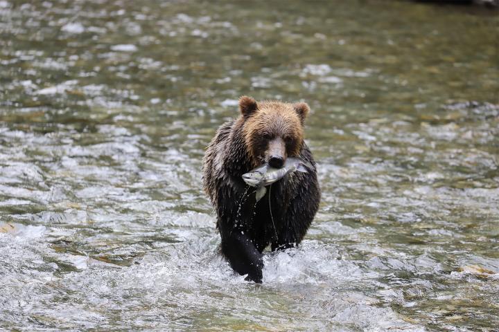 Grizzlies im Bute Inlet 