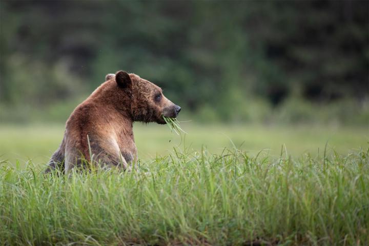 Khutzeymateen Grizzlies 