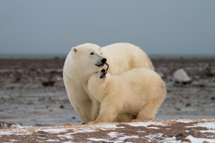 Narwal und Eisbär Safari 