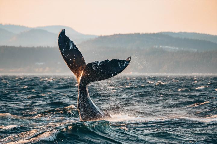 Wal-Tour nach Vancouver 
