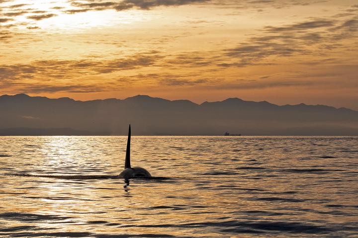 Orcas im Sonnenuntergang 