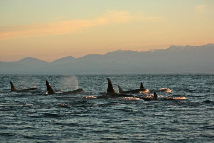 Sunset-Whalewatching 