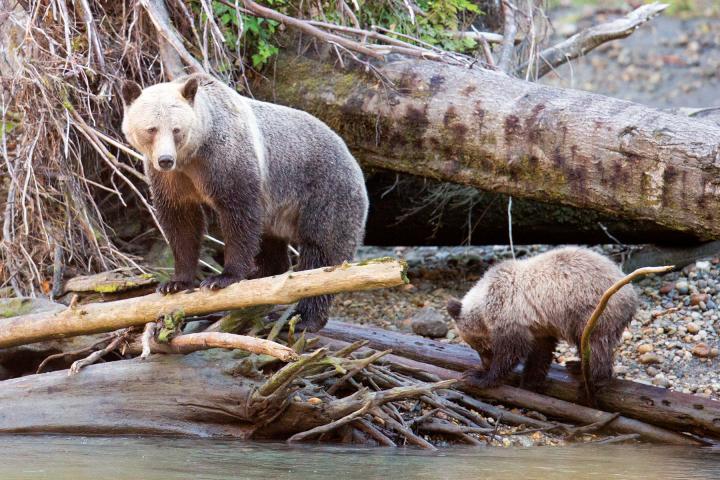 SK und Wilderness International 