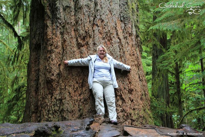 Cathedral Grove 