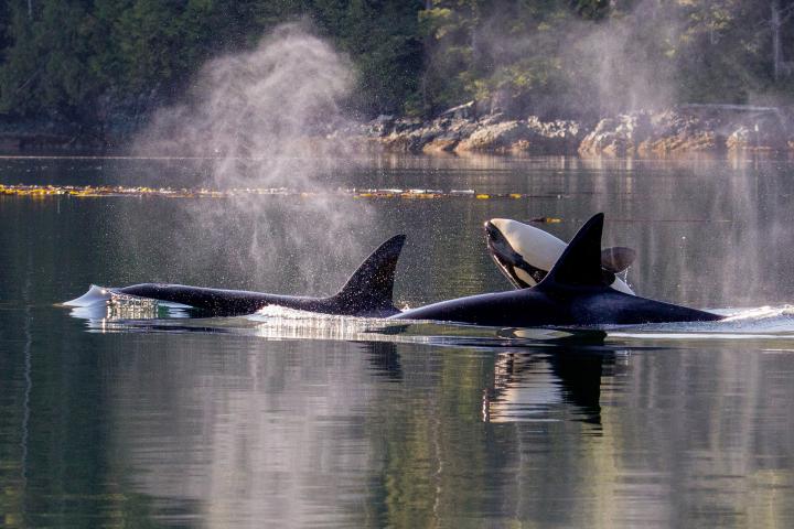 Schwertwale ab Port Renfrew 