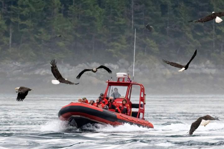 Bald Eagle Feeding Frenzy Tour 