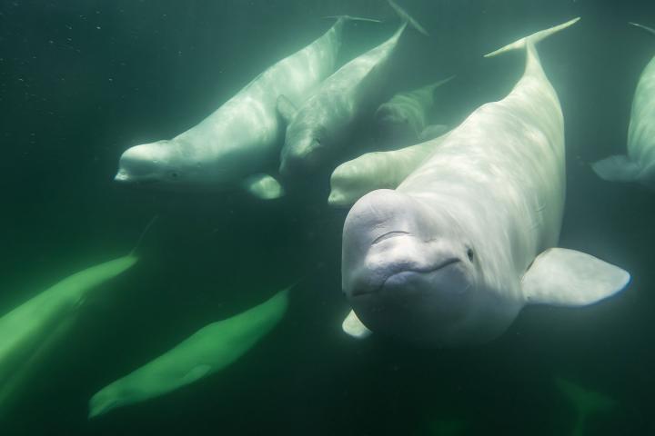 Beluga Sommer in Churchill 