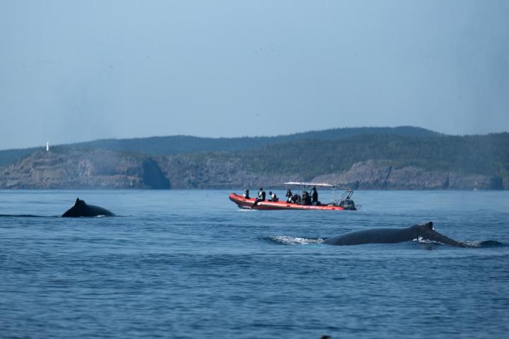 Schnorcheln mit Walen 