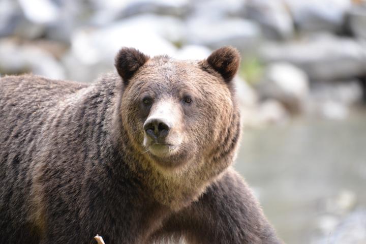 Grizzlies und First Nations 