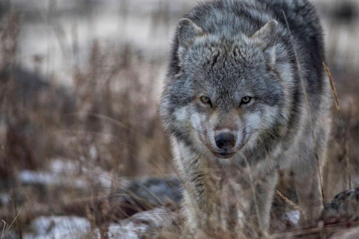 Manitobas Wölfe 
