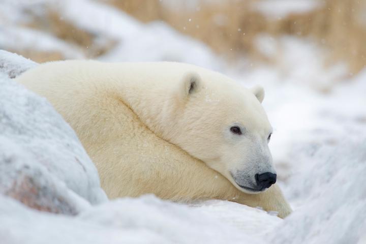 Manitobas Polarbären 