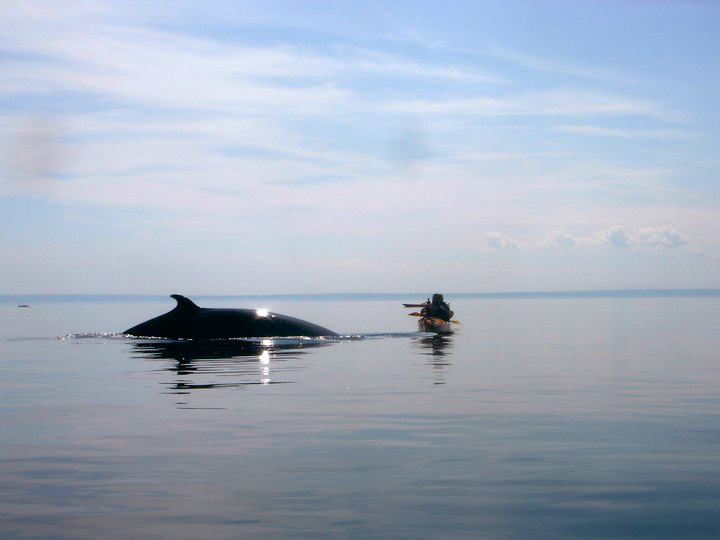 Whale Watching per Kajak 
