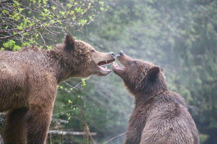 Great Bear Lodge im Mai 