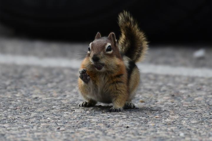 Der Eichhörnchenblog on Tour 