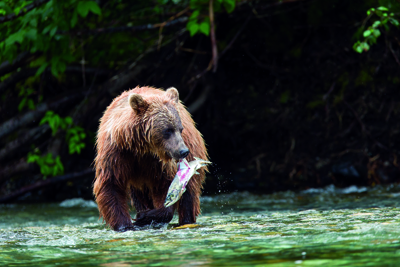 Grizzly-Beobachtung in BC 