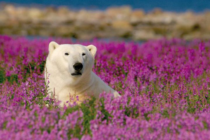 Polarbären an der Hudson Bay 