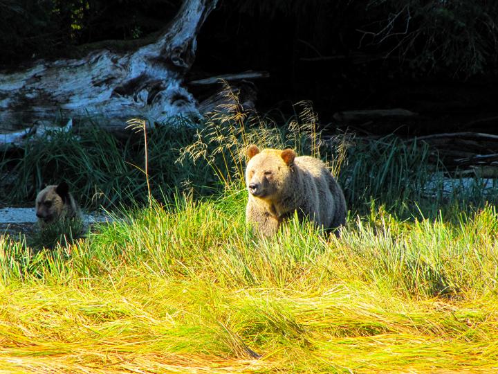 Grizzly-Tagestour 