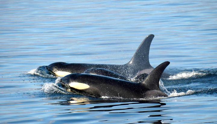 Aus für Stubbs Whale Watching 