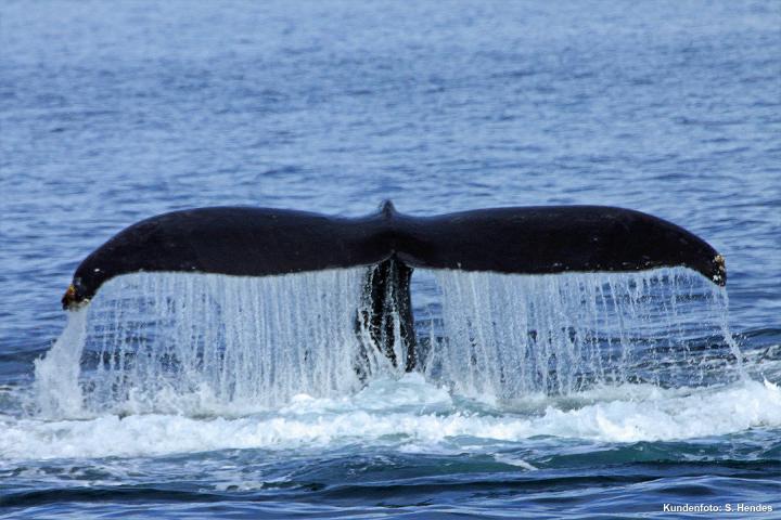 Whacky Whale 