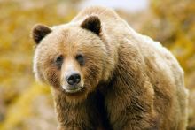 Khutzeymateen Grizzlies