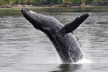 North Coast Whale Watch