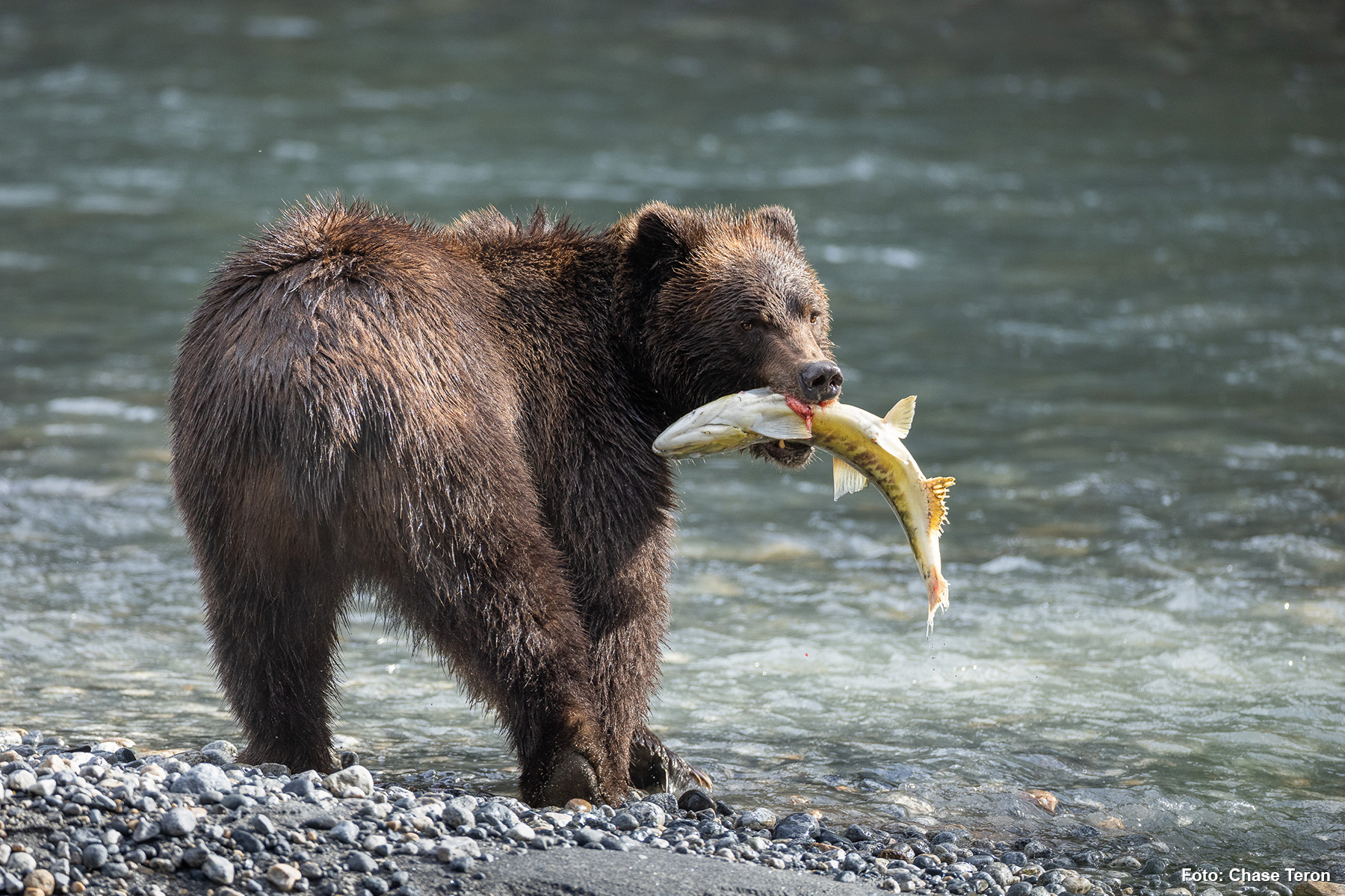 Klahoose Wilderness Resort 