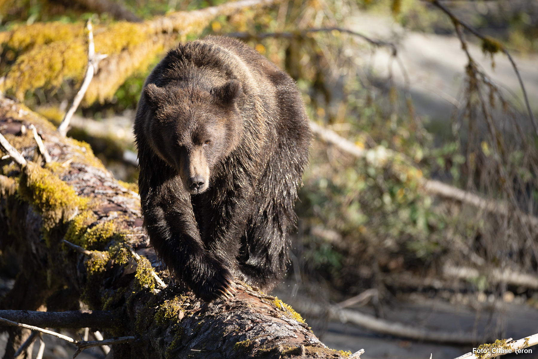 Klahoose Wilderness Resort 